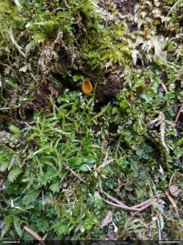 Liesmainā dižspulgaine