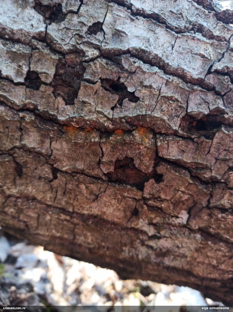 Daudzveidīgā trihija