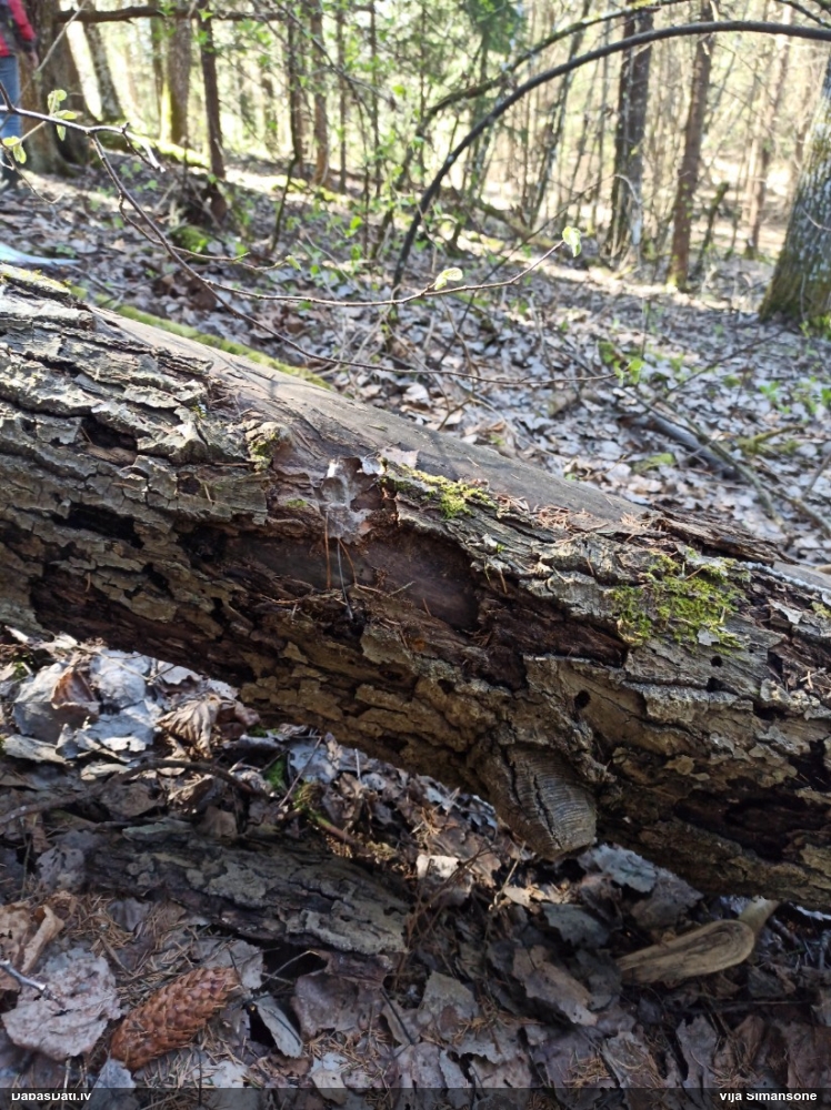 Daudzveidīgā trihija