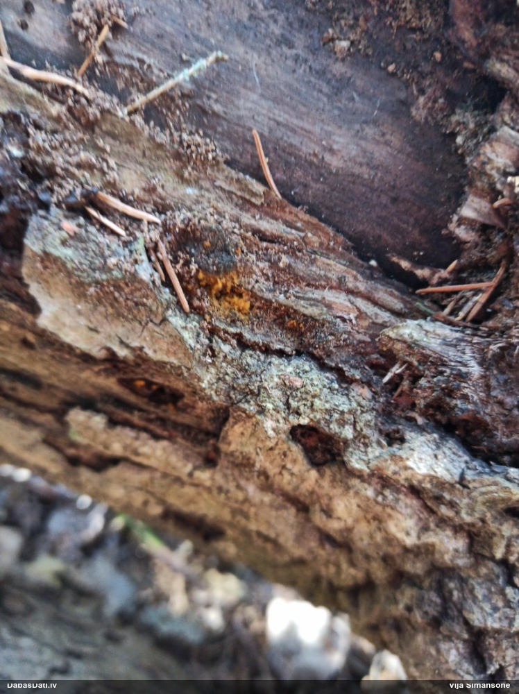 Daudzveidīgā trihija