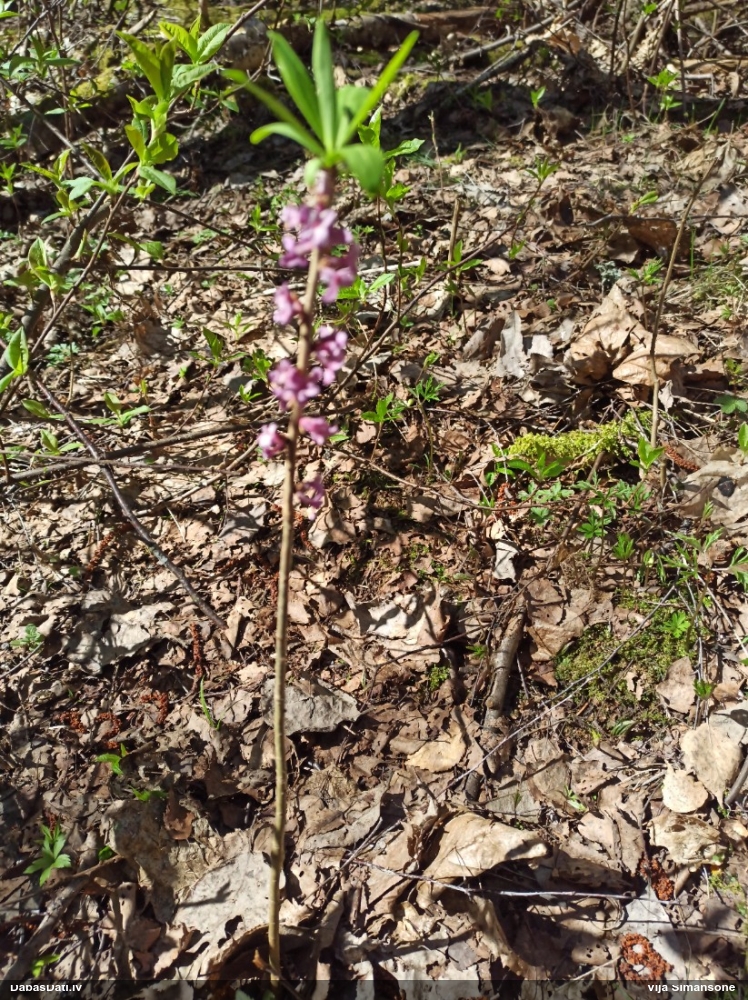 волчеягодник обыкновенный