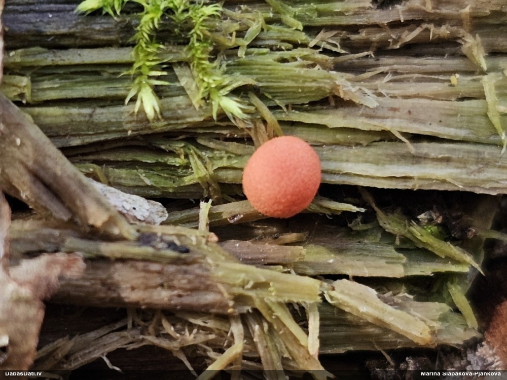 Koksnes vilkpienaine