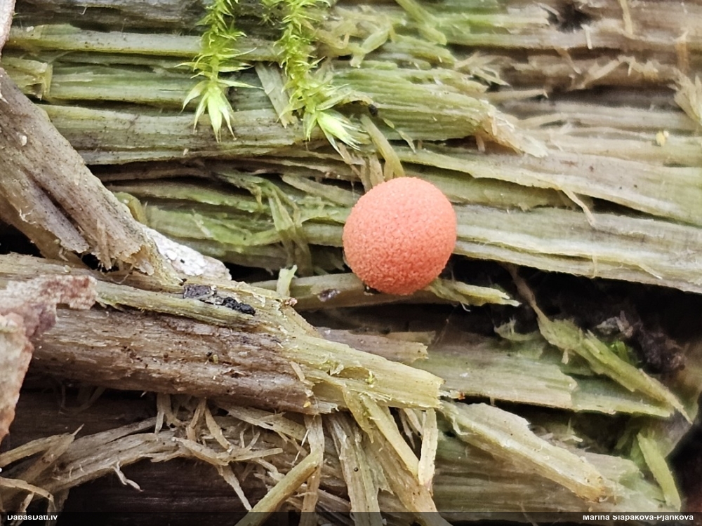 Koksnes vilkpienaine