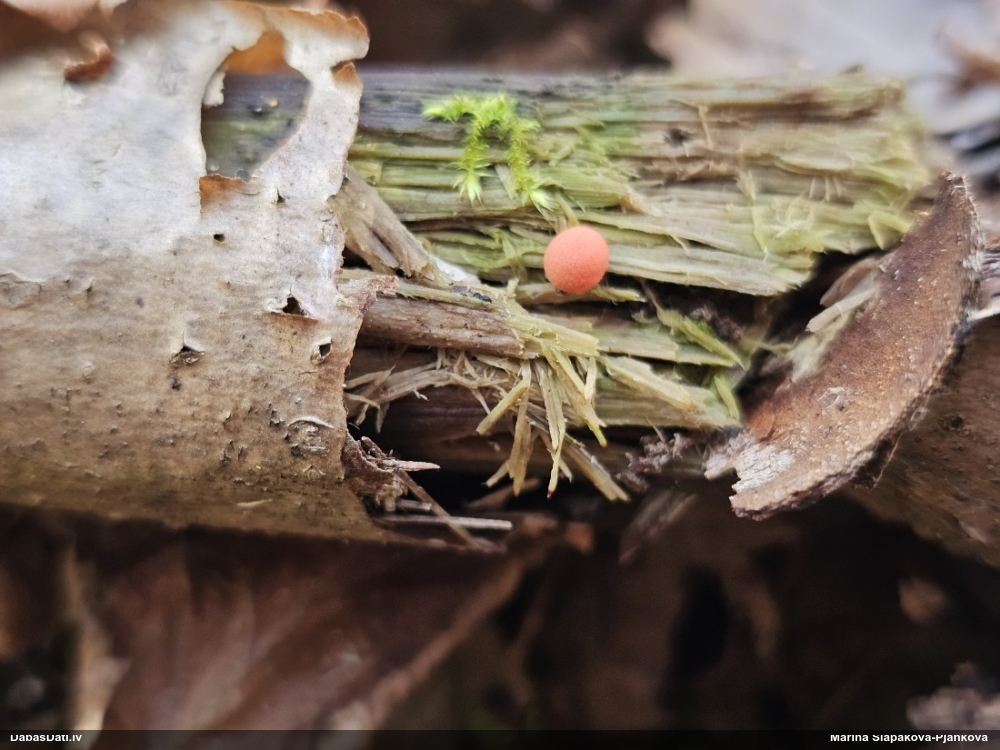 Koksnes vilkpienaine