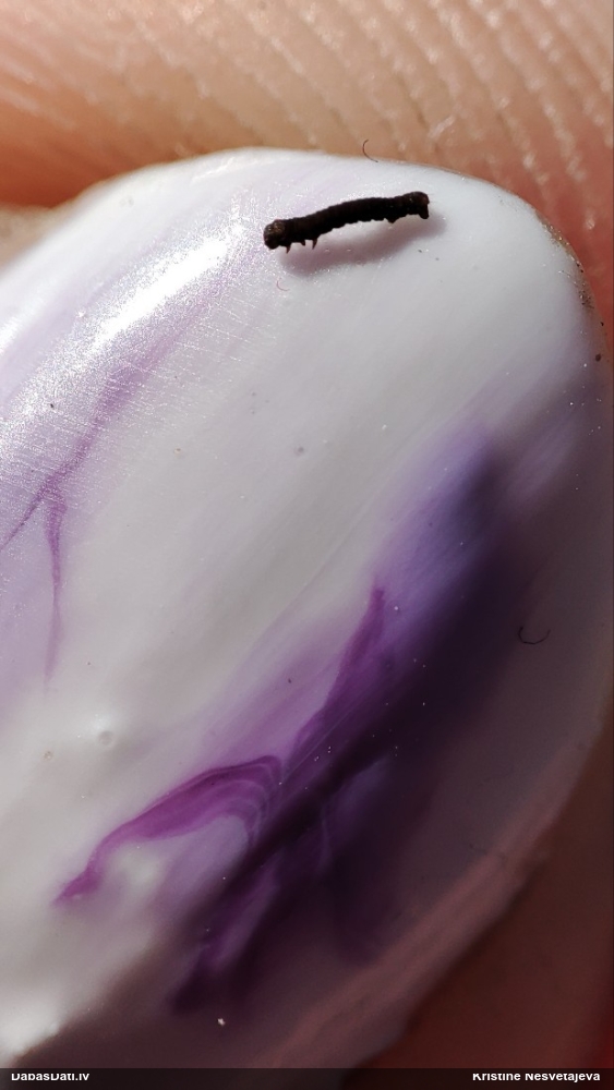 Sprīžmetis (nenoteikts)