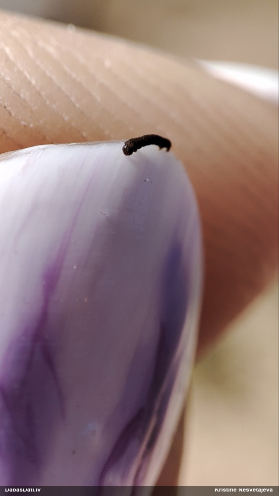 Sprīžmetis (nenoteikts)