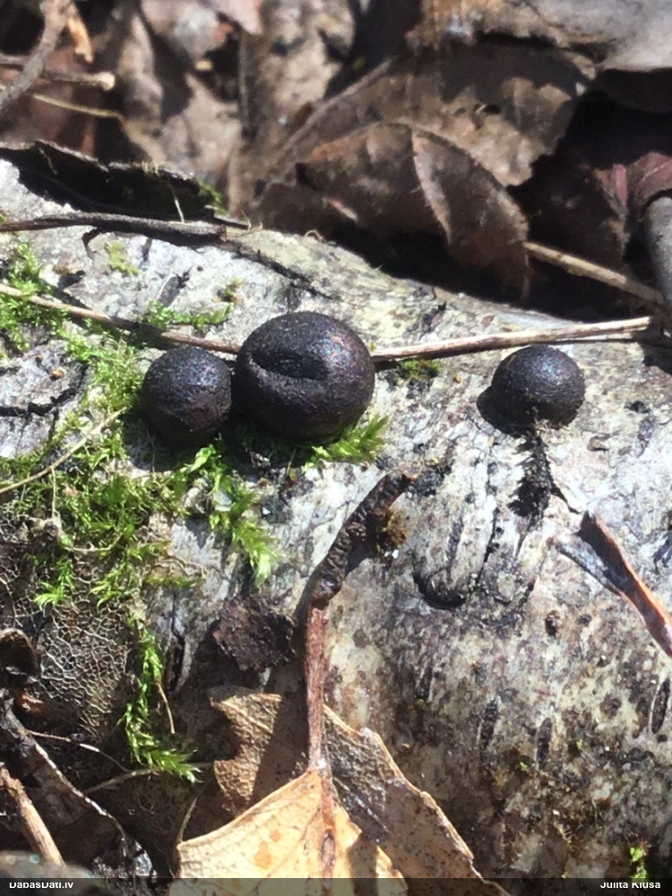 Vilkpienaine (nenoteikta)