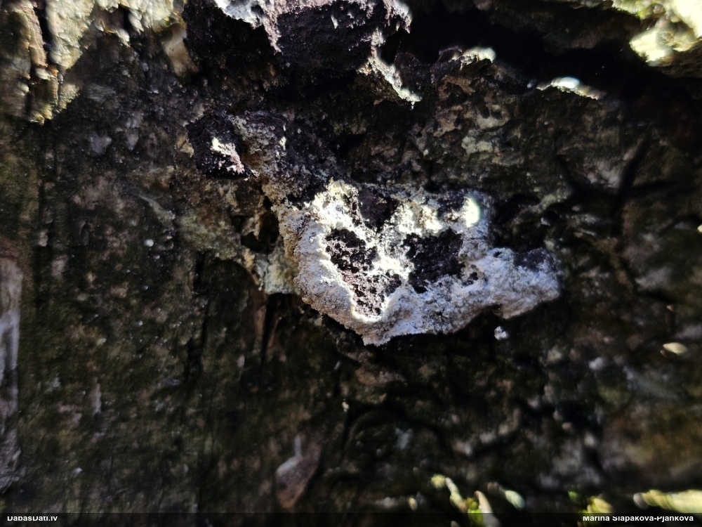 Baltais ragansviests