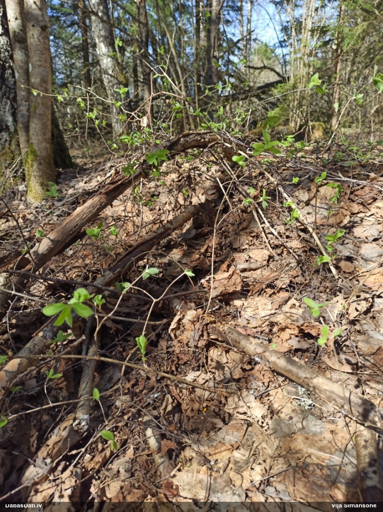 Liesmainā dižspulgaine