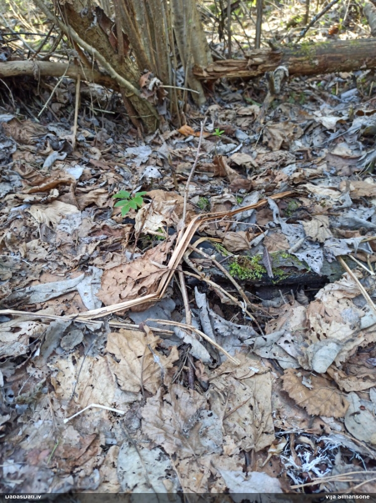 круцибулум гладкий