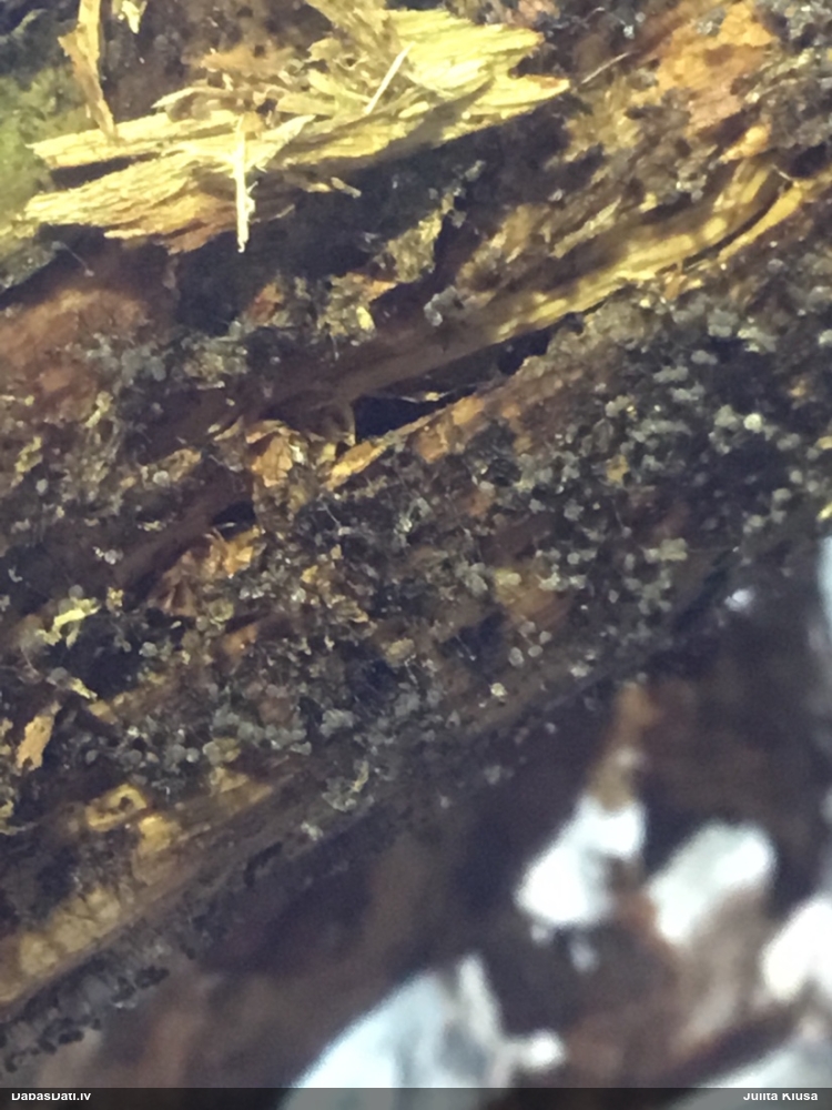 Gļotsēne (nenoteikta)