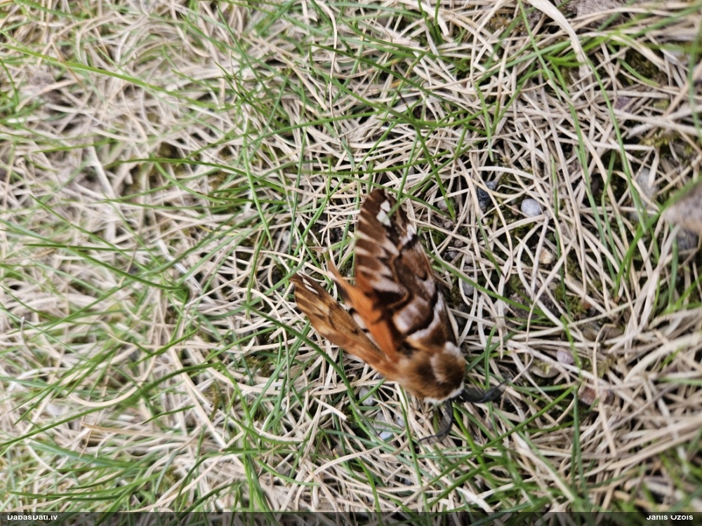 Bērzu raibvērpējs