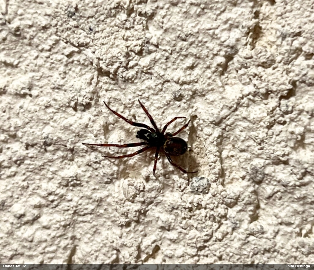 Labirintzirneklis Steatoda bipunctata