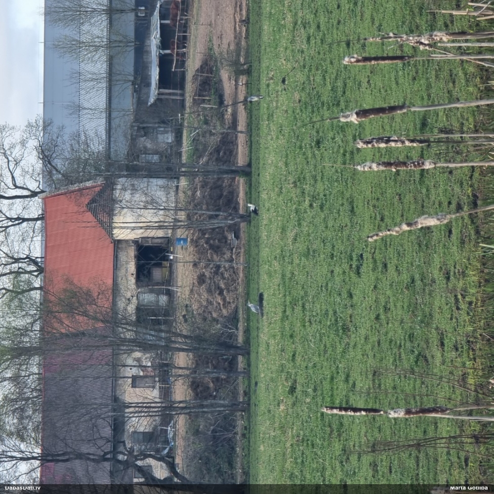 серая цапля