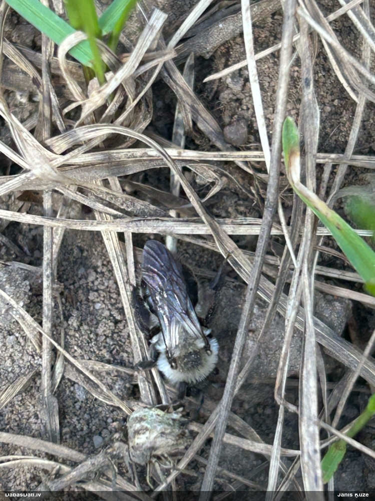 Smilšbite Andrena vaga