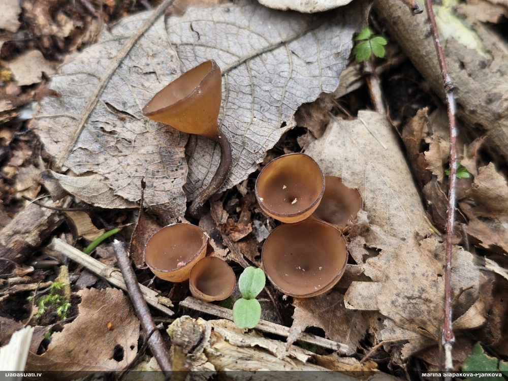 Bumbuļu sklerocīnija