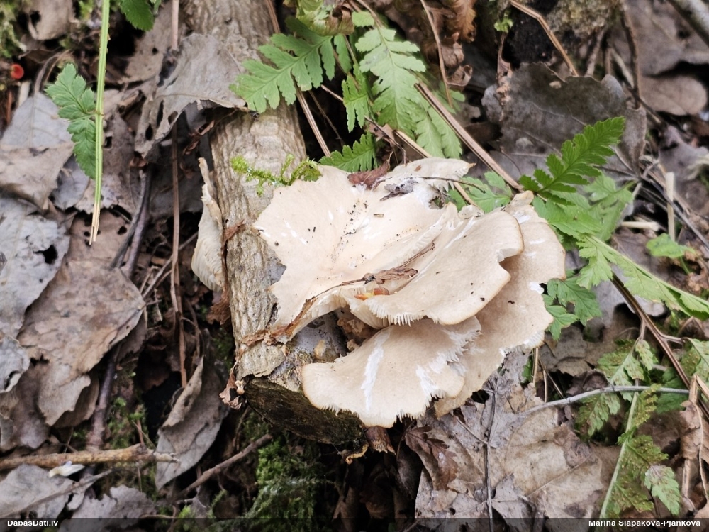 Dzeltējošā sānause