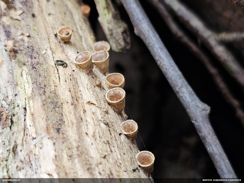 круцибулум гладкий