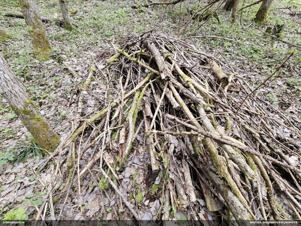 Trihija, hemitrihija (nenoteikta)