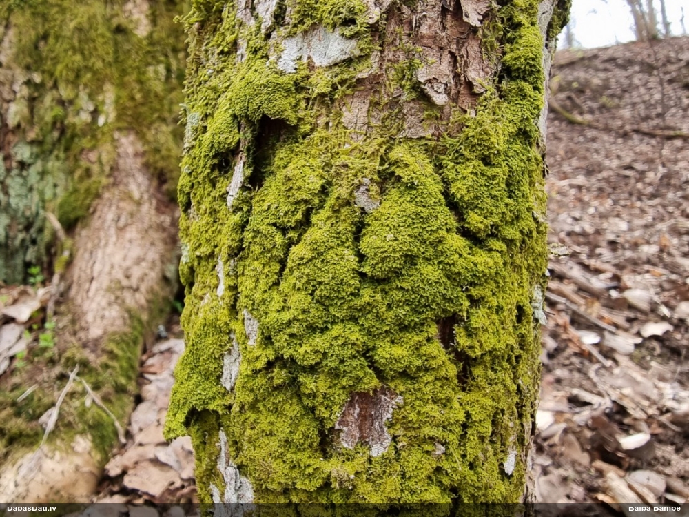 Dakšveida mecgērija