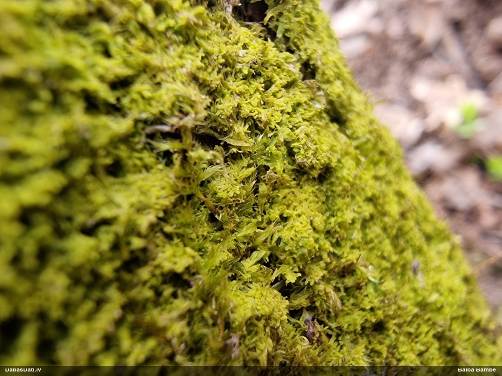 Dakšveida mecgērija