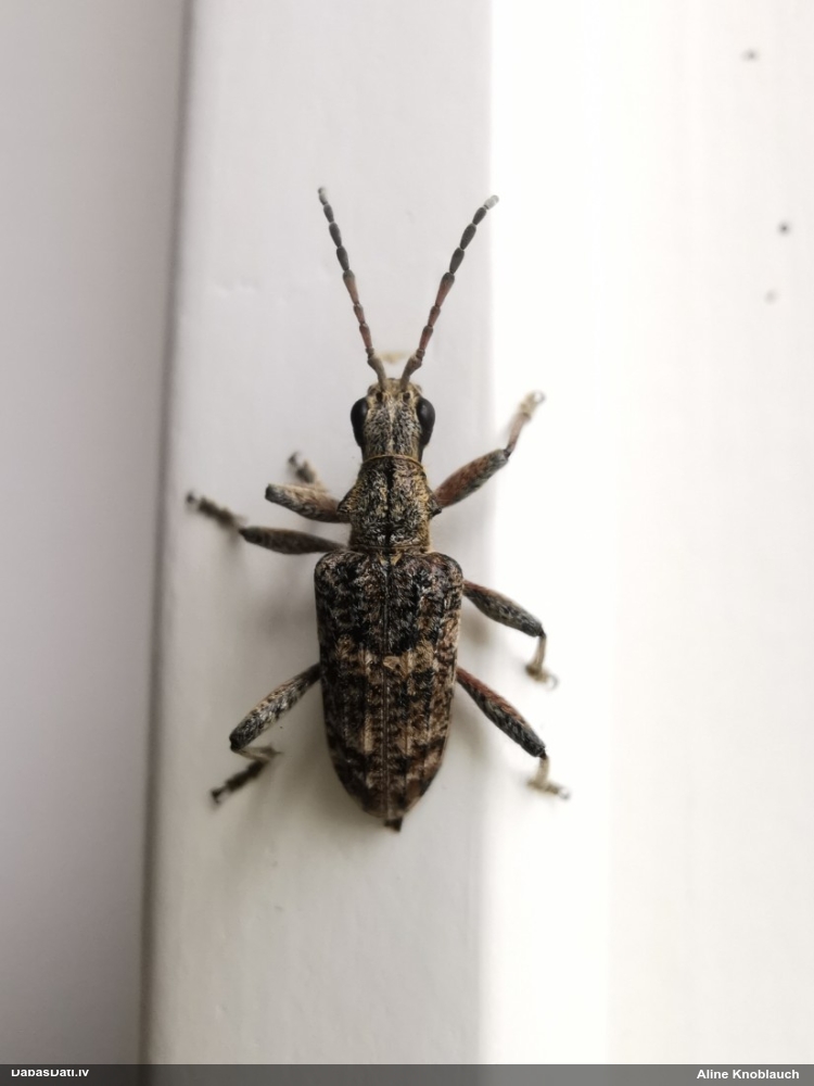 Skujkoku ligzdu koksngrauzis