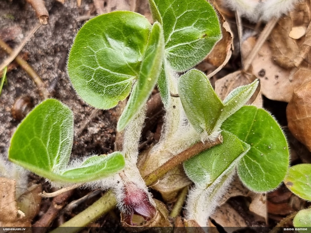 копытень европейский