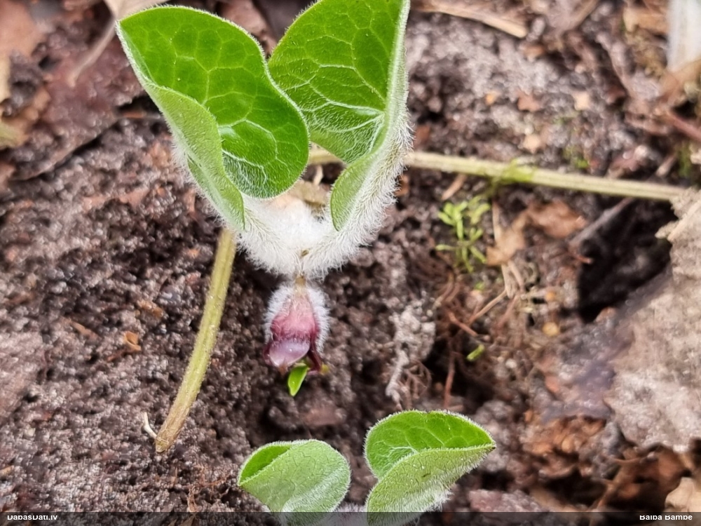 копытень европейский