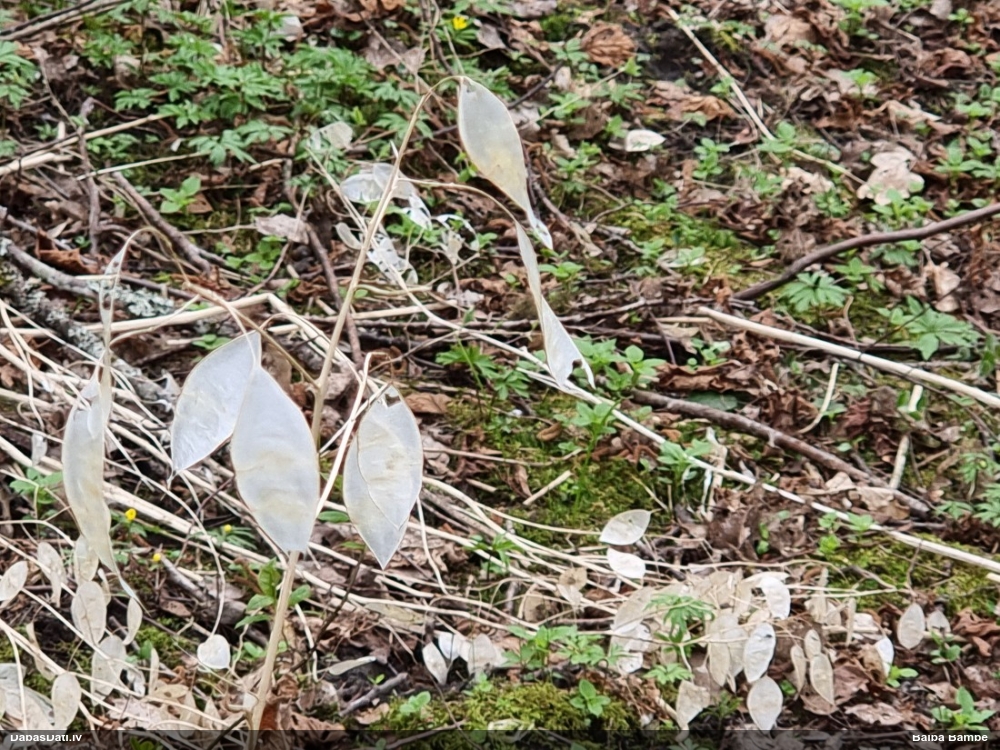 лунник многолетний