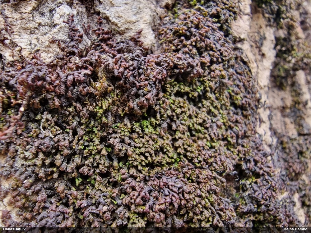 Izplestā frulānija