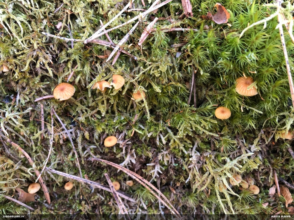 Zvaniņu sausdobīte