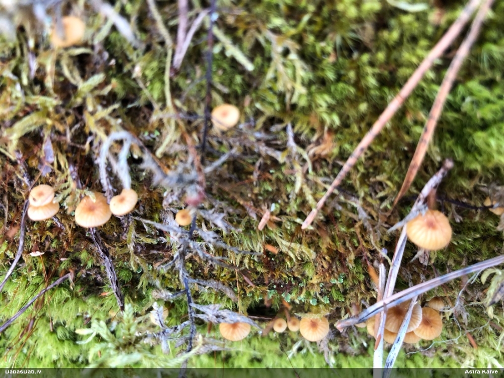 Zvaniņu sausdobīte