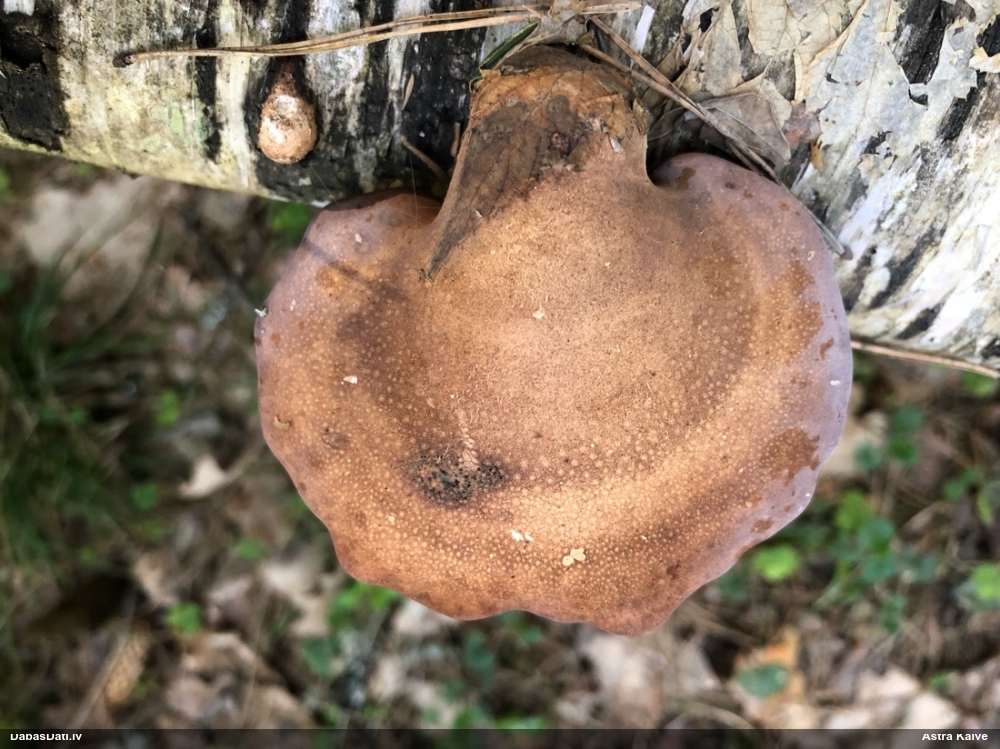 березовый Трутовик