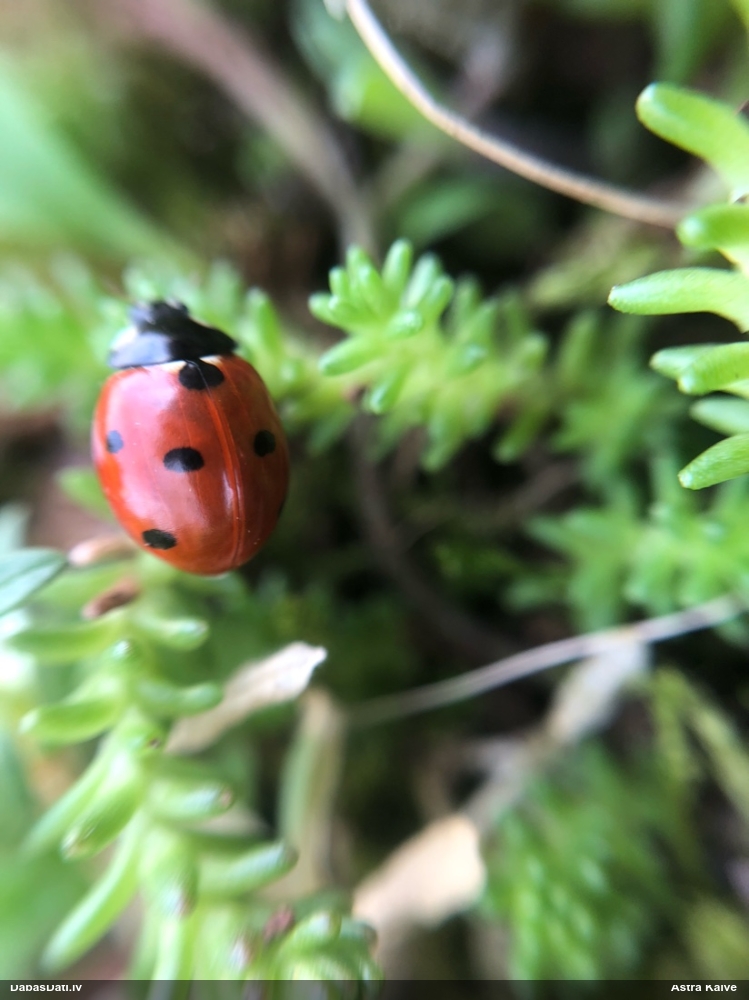 Septiņpunktu mārīte