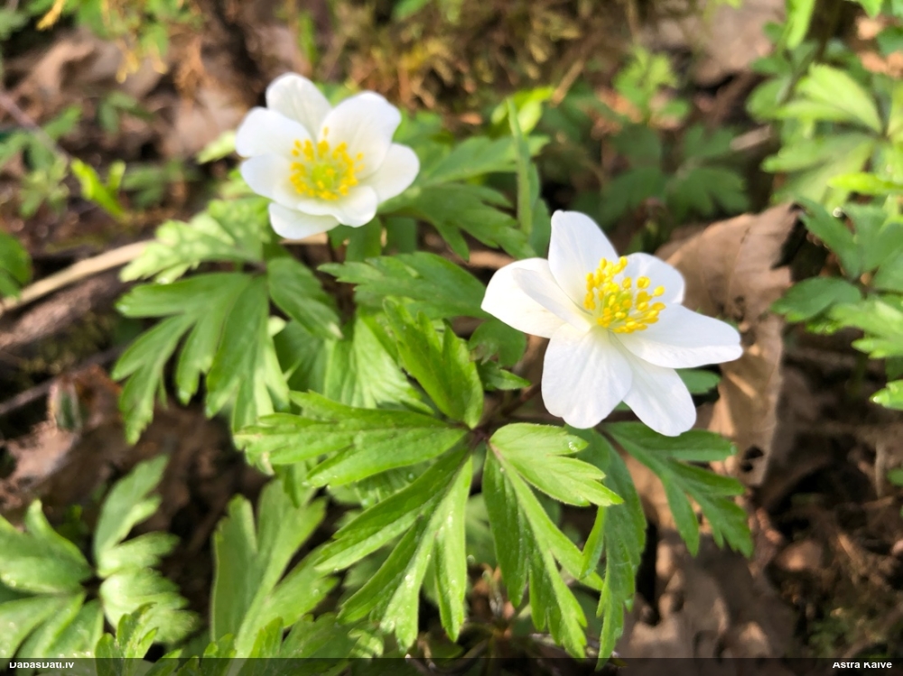 ветреница белая