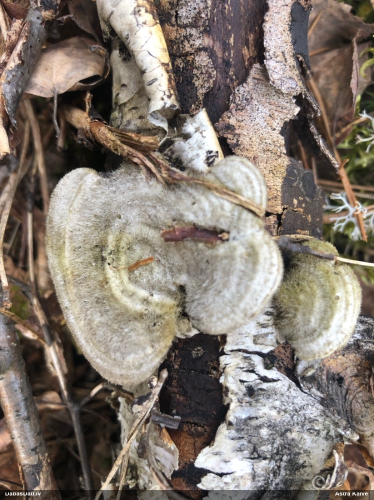 Sarainā tauriņpiepe