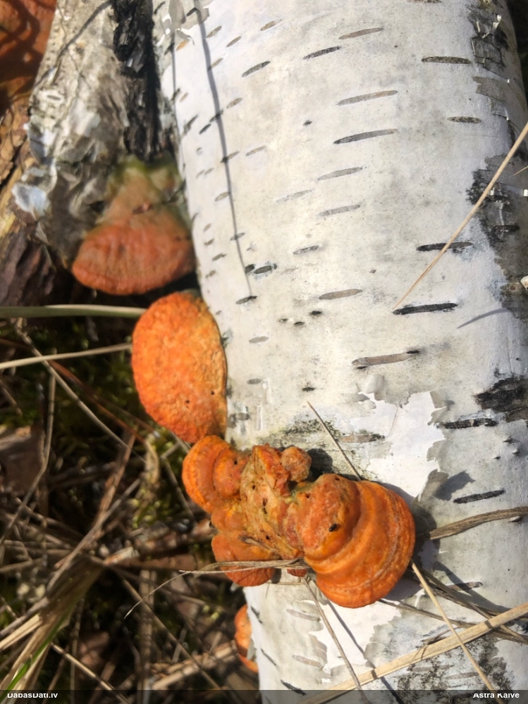 Parastā cinobrpiepe