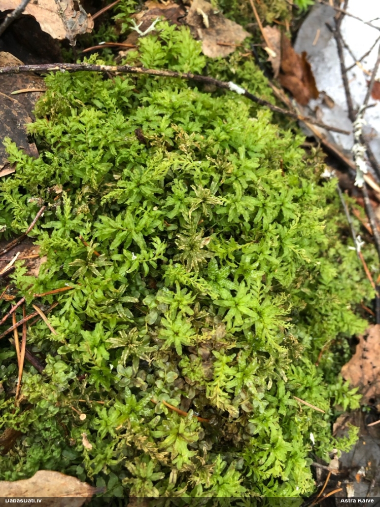 Viļņainā skrajlape