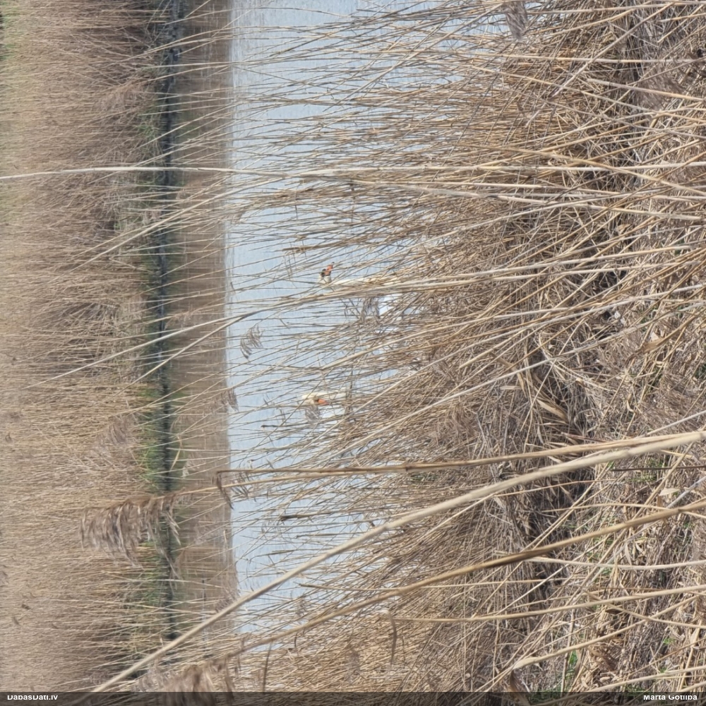 лебедь-шипун