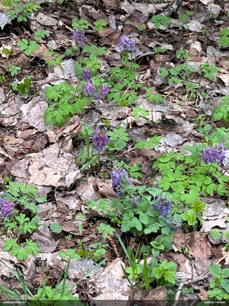 хохлатка плотная