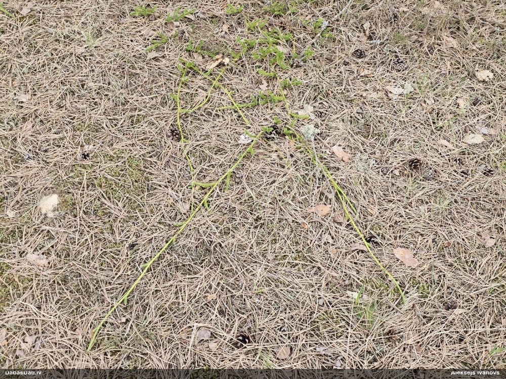 плаун булавовидный