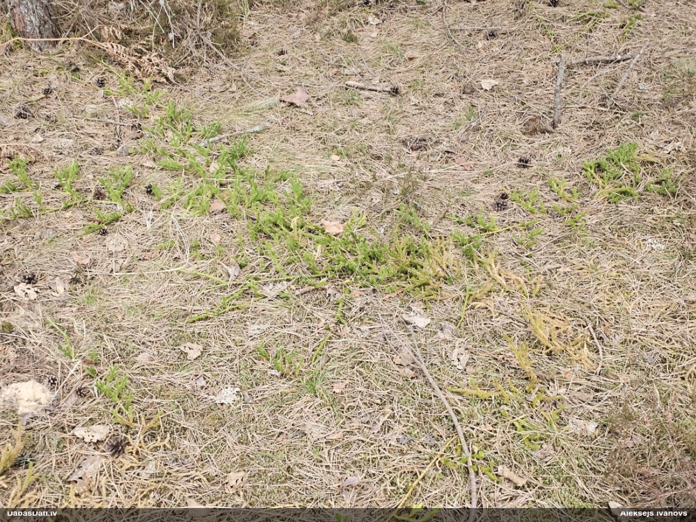 плаун булавовидный