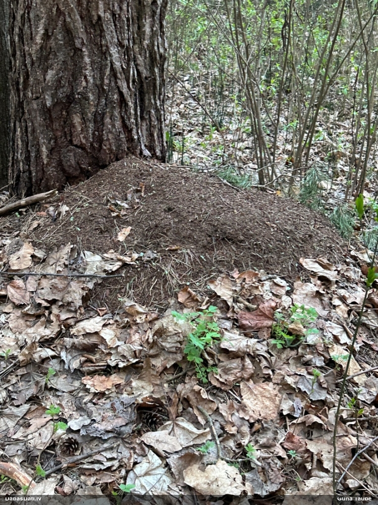 Rūsganā meža skudra