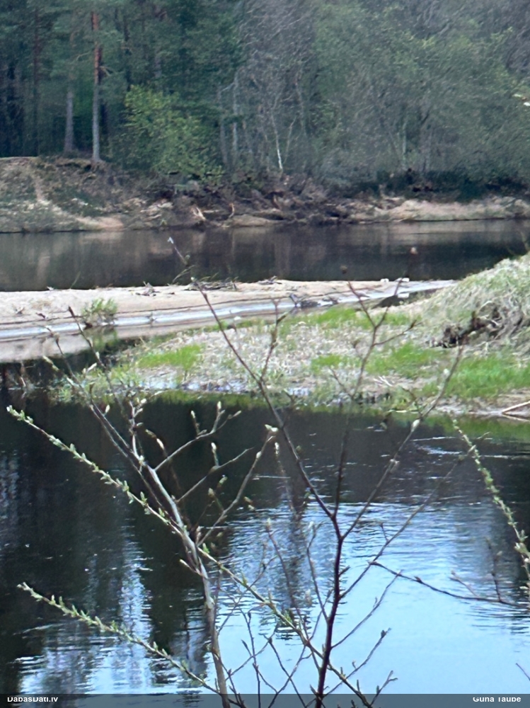 большой крохаль