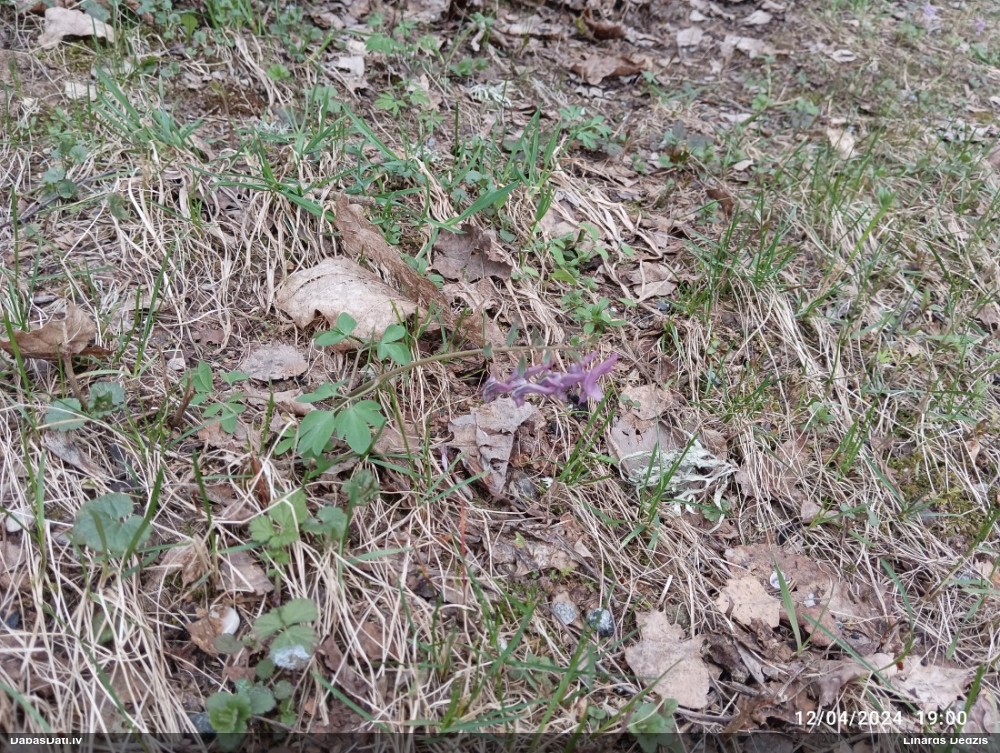 хохлатка плотная