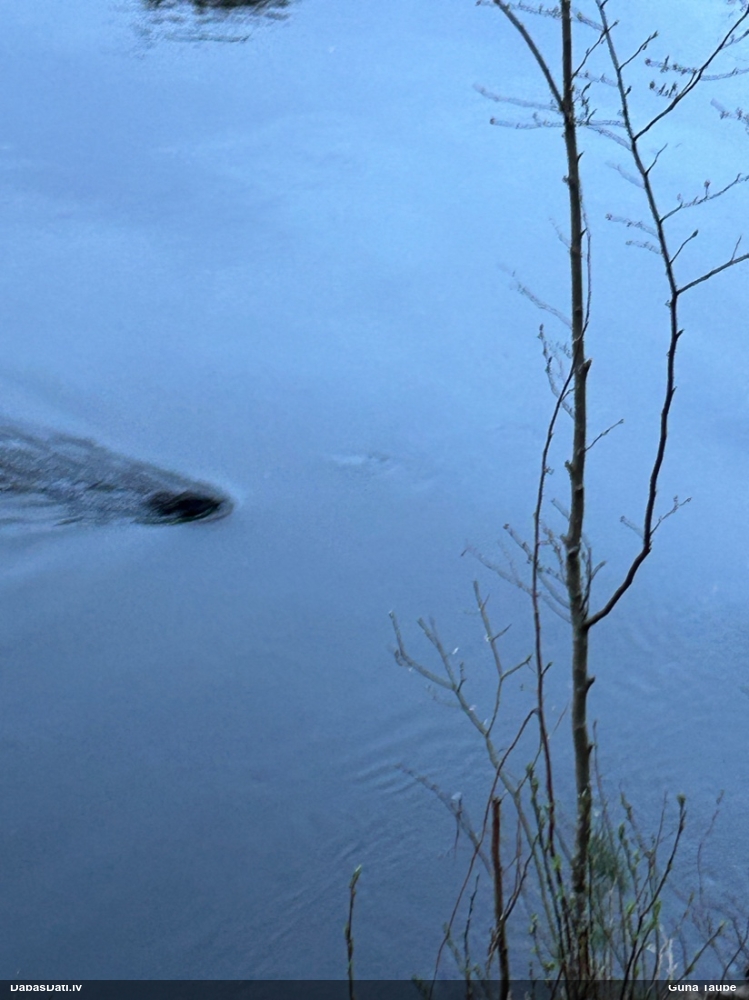 обыкновенный бобр