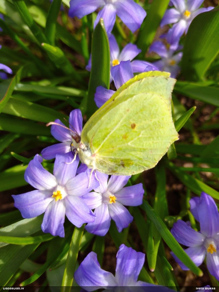 Krūkļu baltenis, citrontauriņš