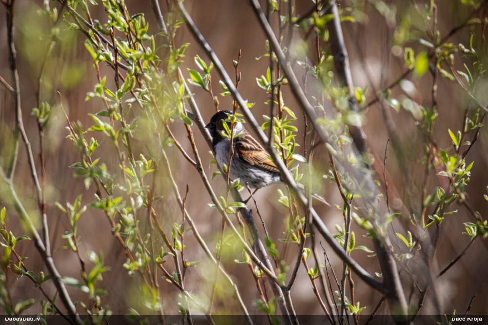камышевая овсянка
