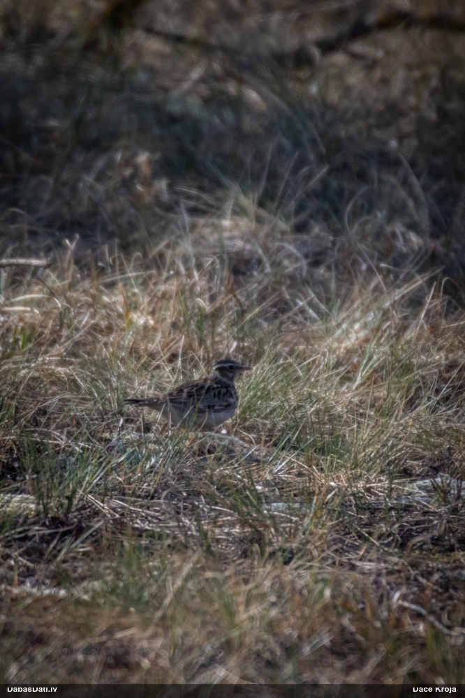 лесной жаворонок