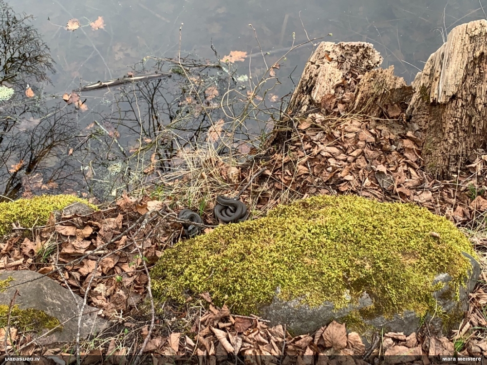 обыкновенный уж